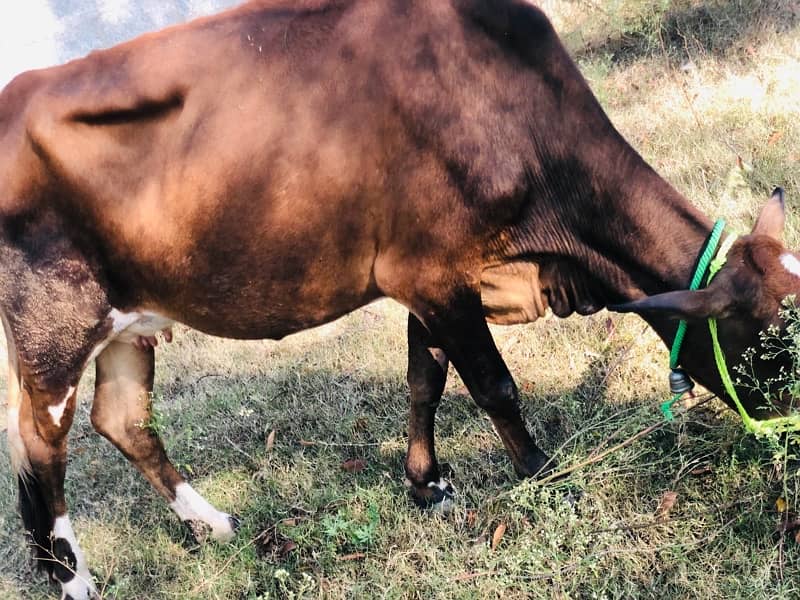 jersey cow with calf 1