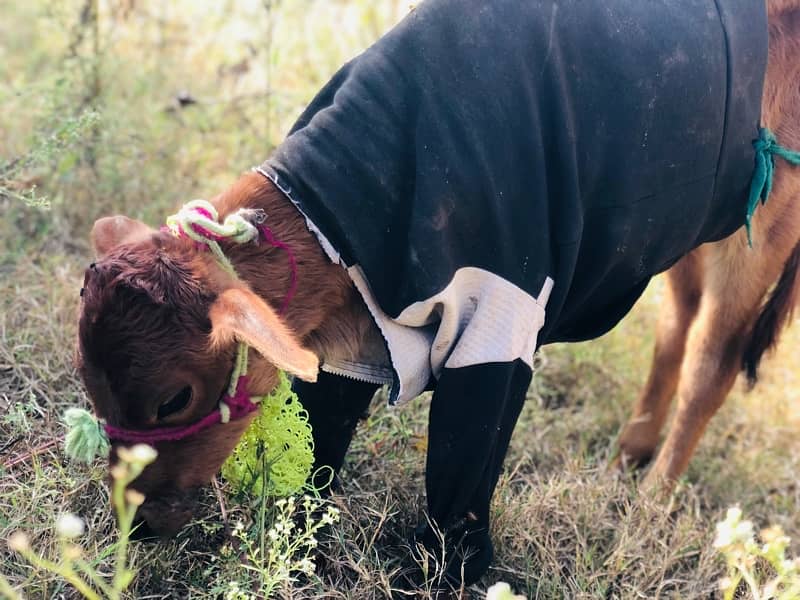 jersey cow with calf 2