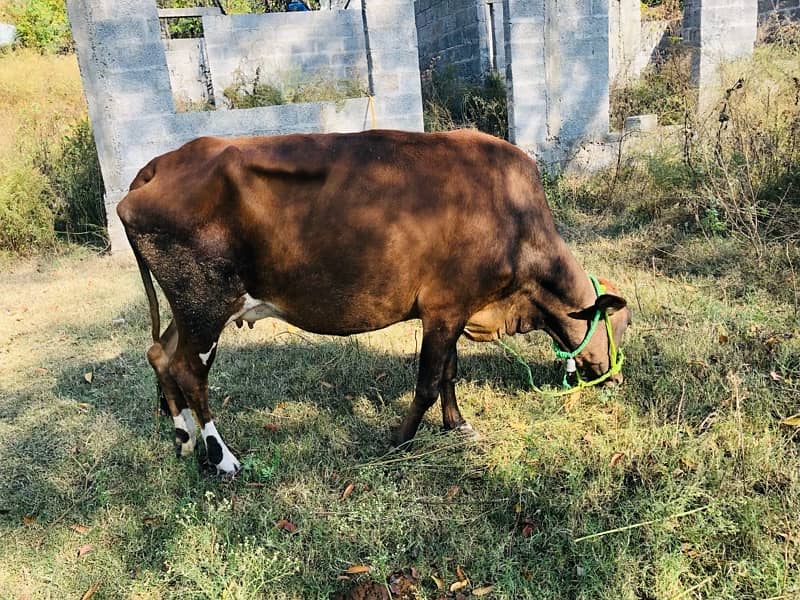 jersey cow with calf 3