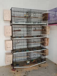 cage's and lovebirds