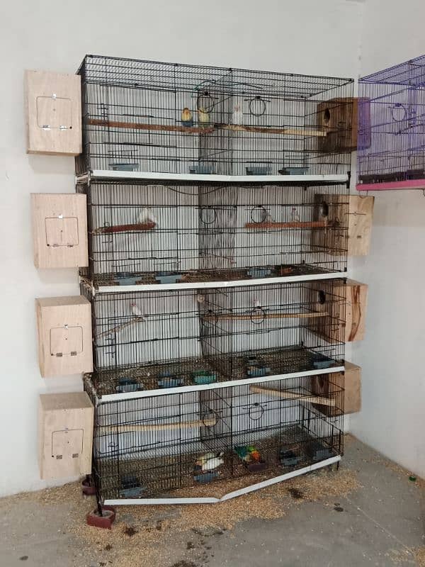 cage's and lovebirds 0