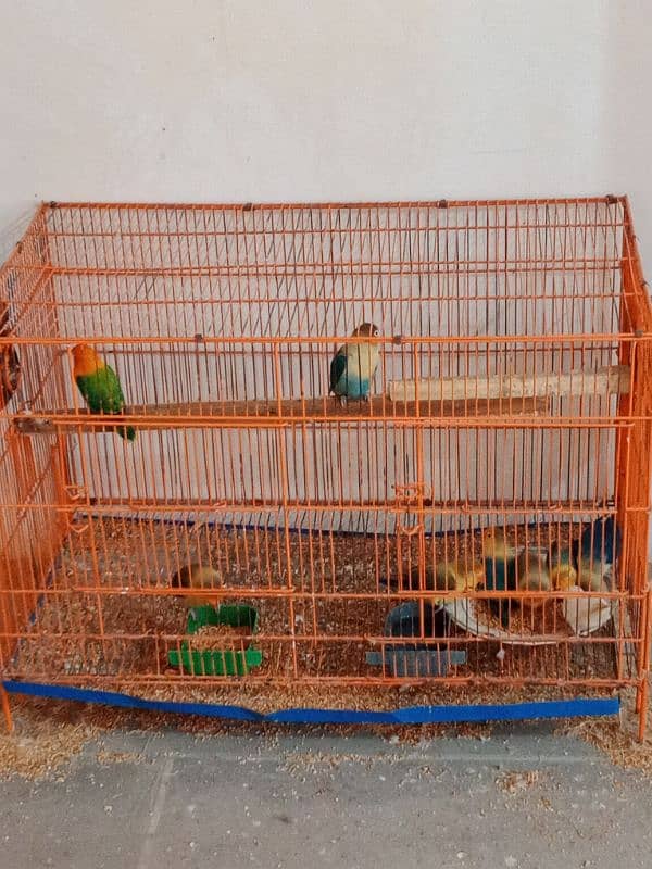 cage's and lovebirds 6