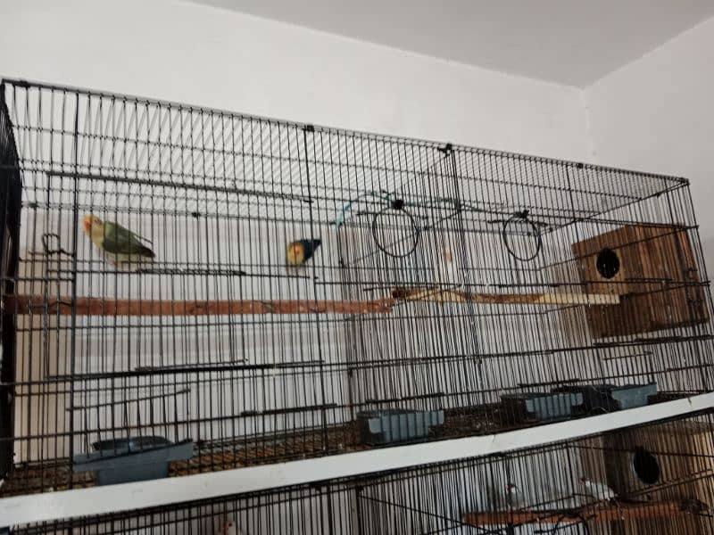 cage's and lovebirds 11