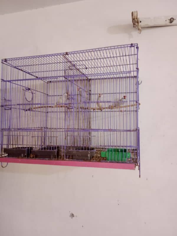 cage's and lovebirds 12