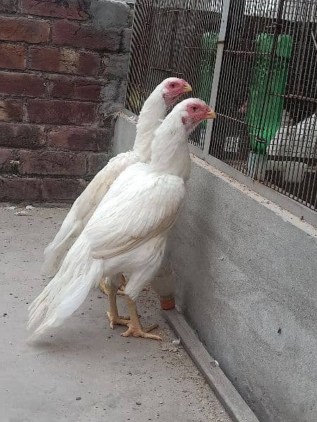 Parrot Beak Females 0