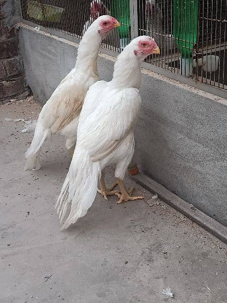 Parrot Beak Females 1