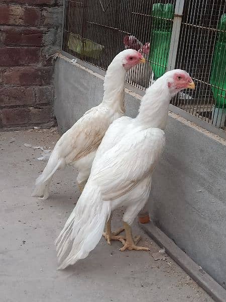 Parrot Beak Females 2