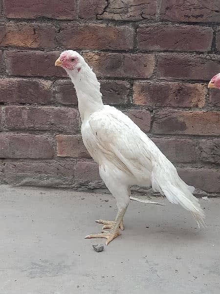 Parrot Beak Females 3