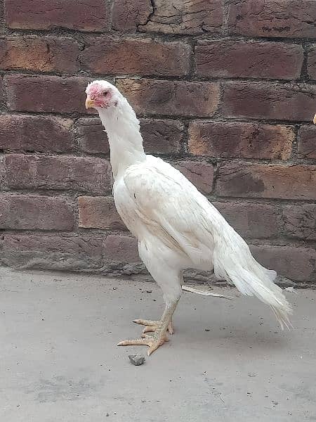 Parrot Beak Females 4