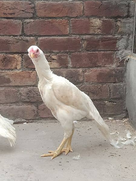 Parrot Beak Females 5