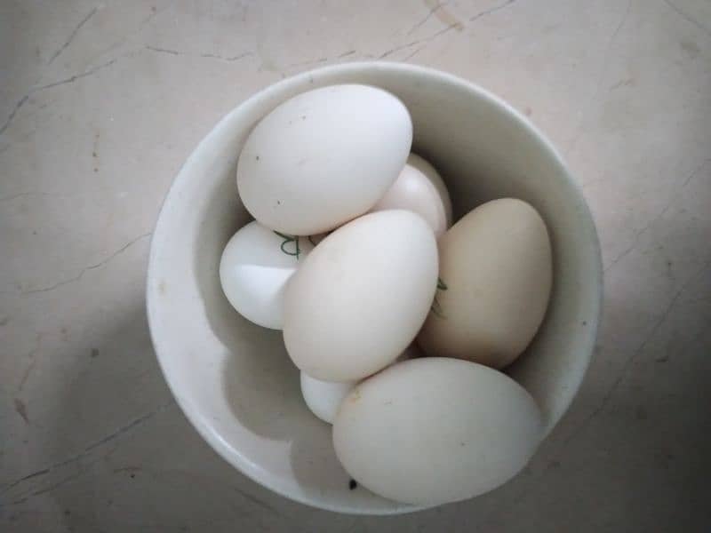 Motled bantam fertile eggs 0