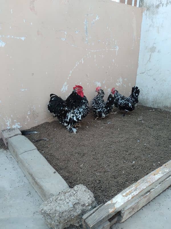 Motled bantam fertile eggs 6