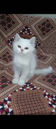 Persian kitten