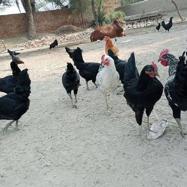 Golden misseri hen 2