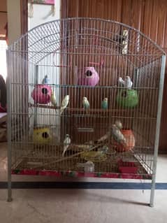 beautiful budgies with cage