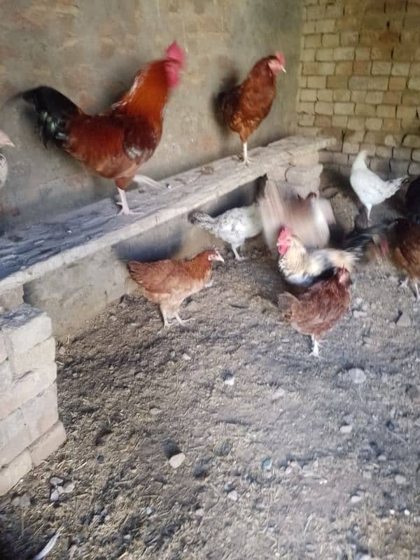 Golden misri hens available for sale 0