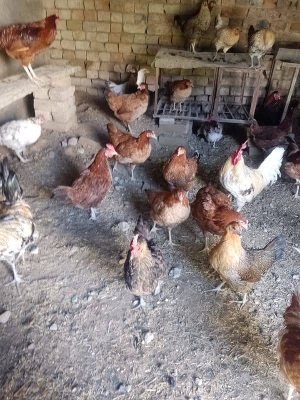 Golden misri hens available for sale 1