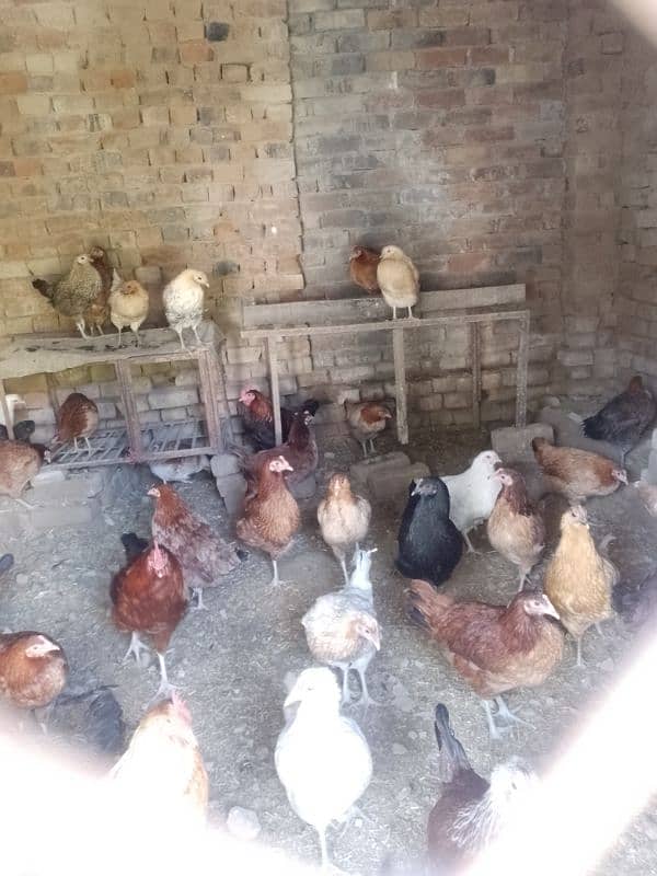 Golden misri hens available for sale 2