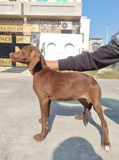 English Pointer female