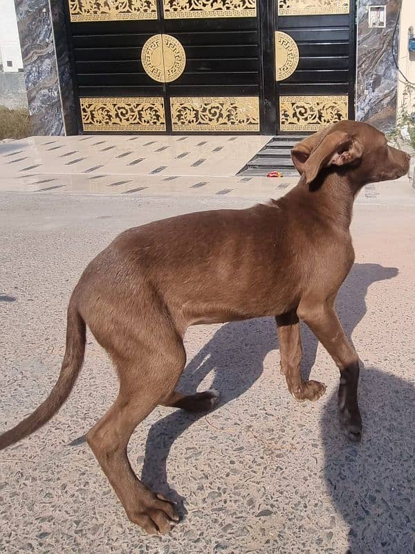 English Pointer female 1