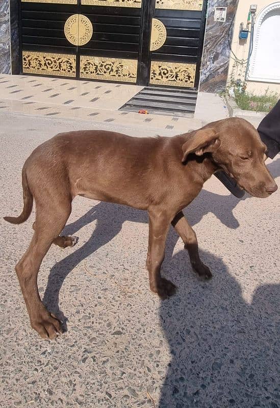 English Pointer female 2