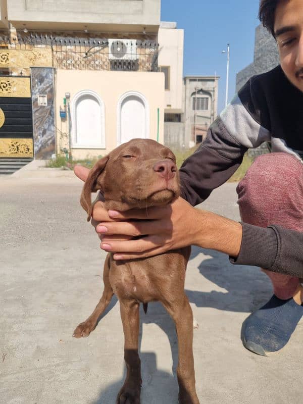 English Pointer female 4