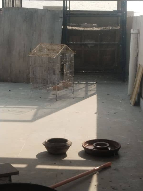 pigeon and cage for sale 3