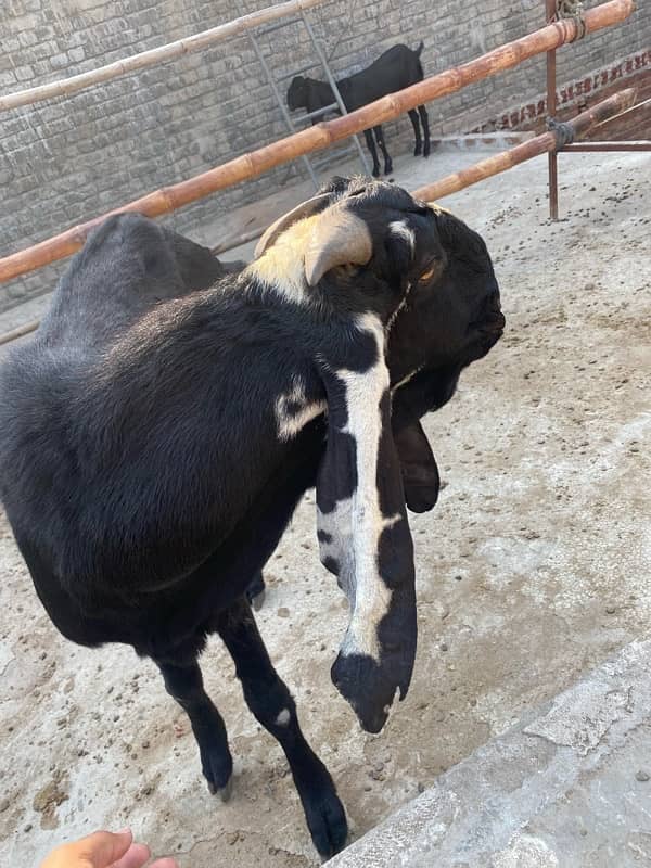 desi leylla bakra bredar 0