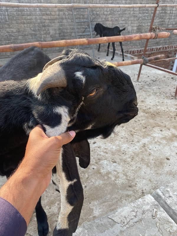 desi leylla bakra bredar 1