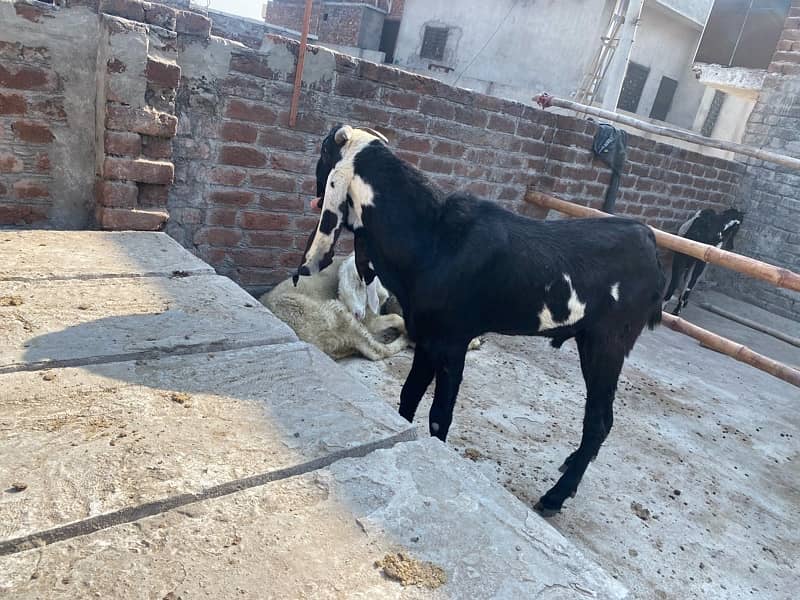 desi leylla bakra bredar 4