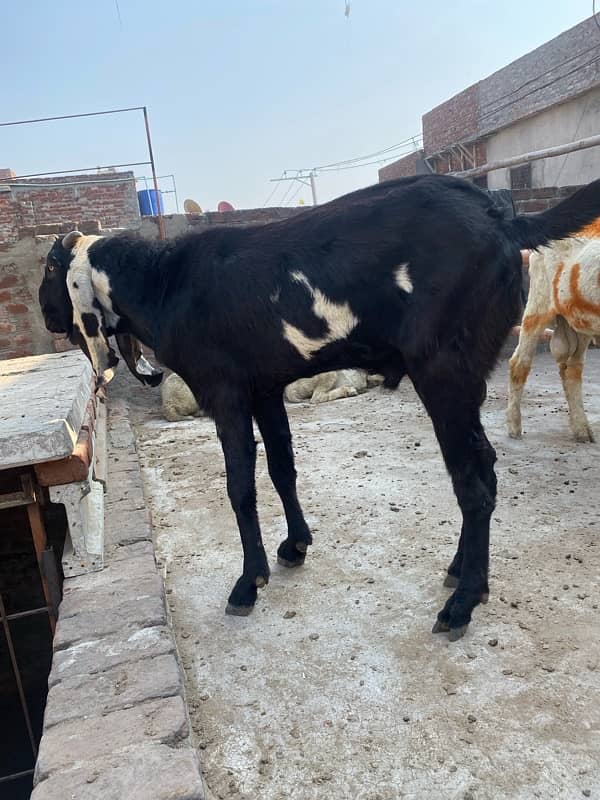 desi leylla bakra bredar 6