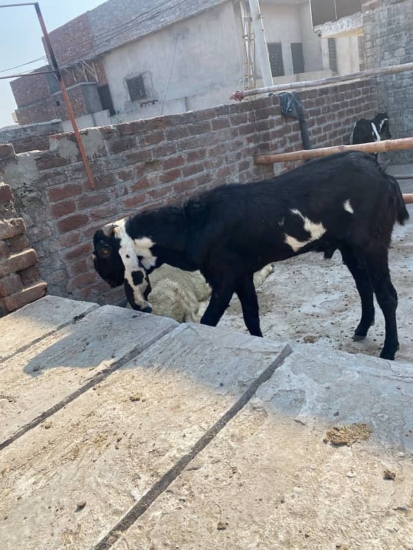 desi leylla bakra bredar 7