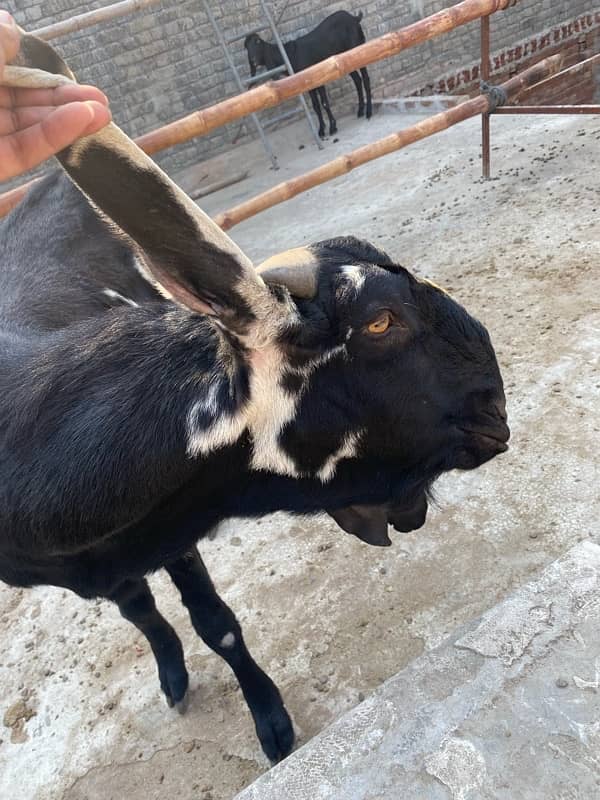 desi leylla bakra bredar 8