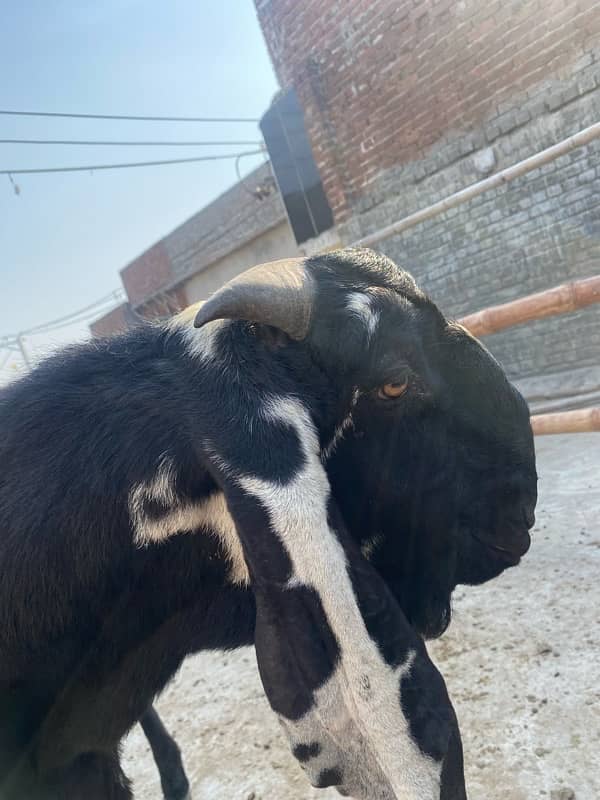 desi leylla bakra bredar 9