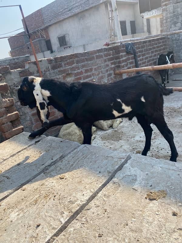 desi leylla bakra bredar 11