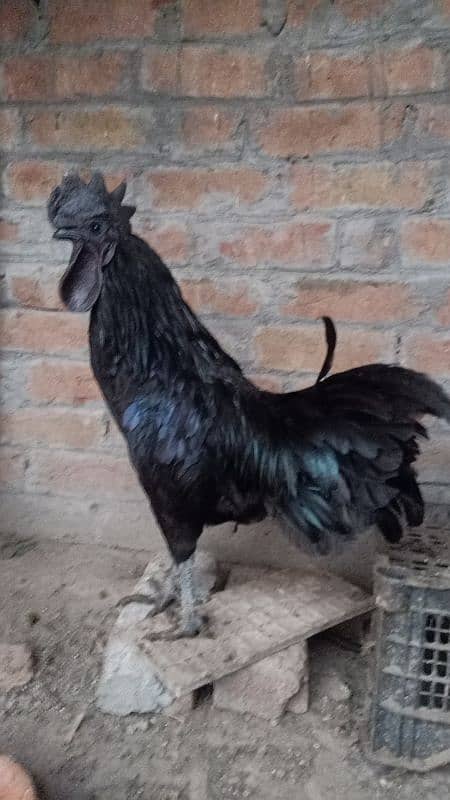 Ayam Cemani Grey Tongue Breeder Male 0