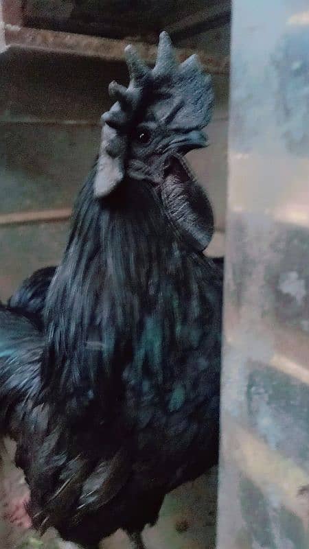 Ayam Cemani Grey Tongue Breeder Male 1