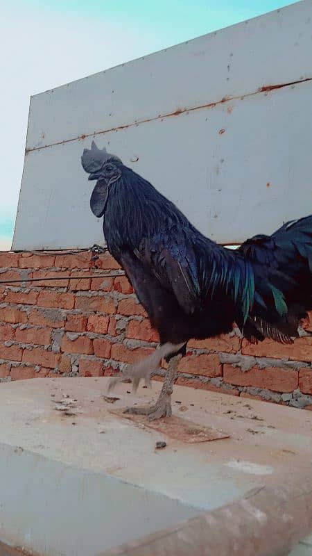 Ayam Cemani Grey Tongue Breeder Male 2