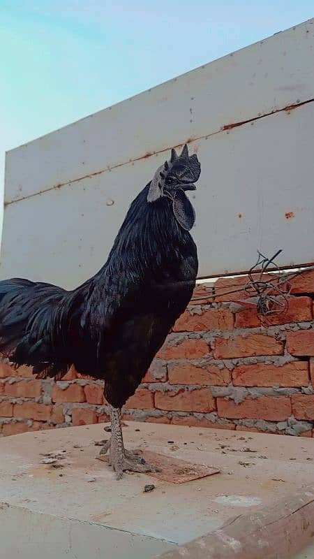 Ayam Cemani Grey Tongue Breeder Male 4