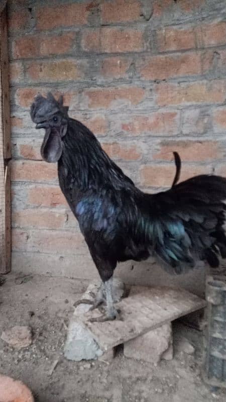 Ayam Cemani Grey Tongue Breeder Male 5