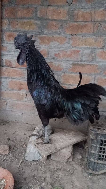 Ayam Cemani Grey Tongue Breeder Male 6