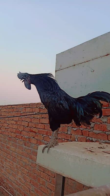 Ayam Cemani Grey Tongue Breeder Male 7