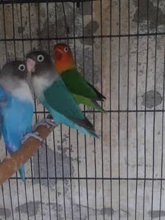 love Birds and cages for sale