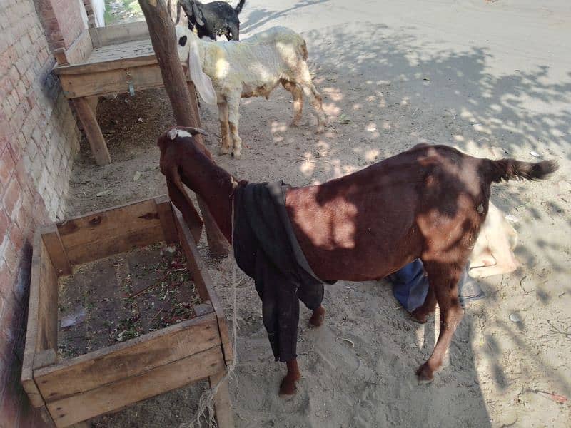 health and active bakri 2