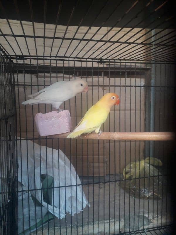 love Birds and cages for sale 2