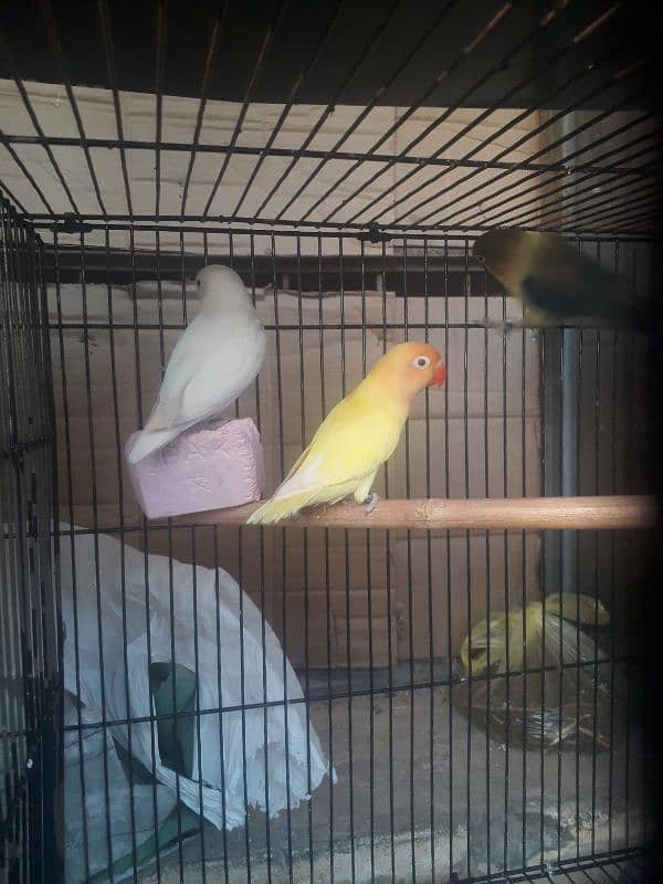 love Birds and cages for sale 3