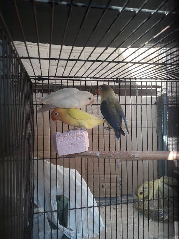 love Birds and cages for sale 4