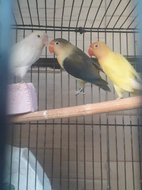 love Birds and cages for sale 5