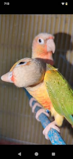 pineapple conure available pair with dna instead come WhatsApp