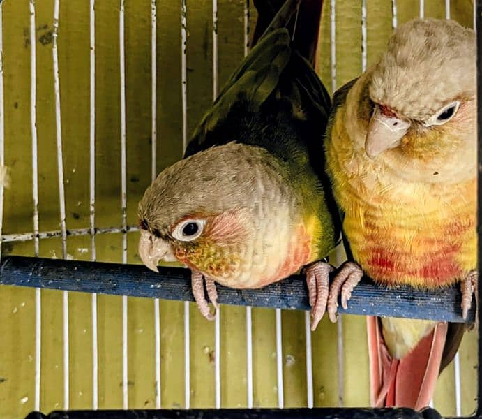 pineapple conure available pair with dna instead come WhatsApp 1